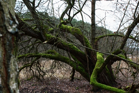 Photo Arbre nature forêt bifurquer