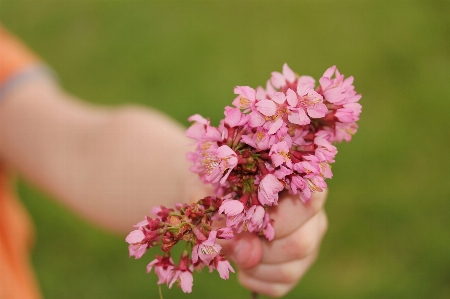 Hand nature branch blossom Photo