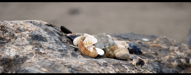 Beach landscape water nature Photo