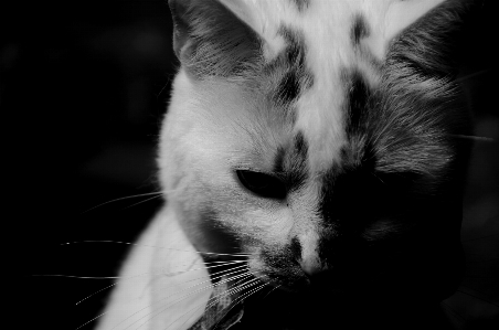 Foto Bianco e nero
 animale domestico