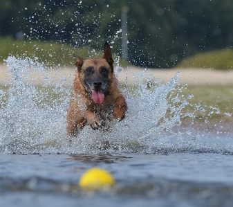 Photo Eau neige chien été