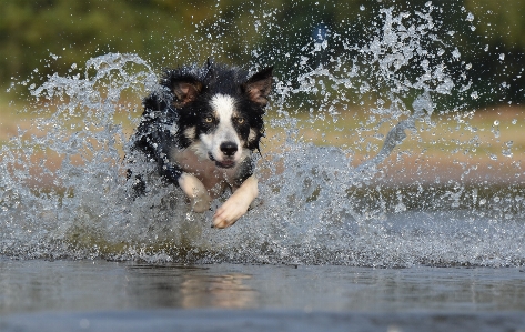 Foto Air salju musim dingin anjing