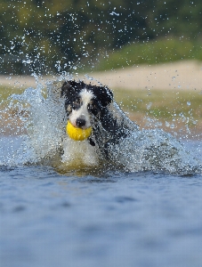 Water wave dog jump Photo