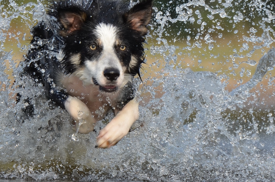 вода собака Прыгать лето