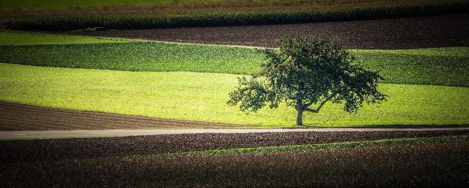 Paesaggio albero natura erba