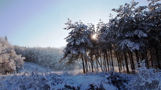 Landscape tree nature forest Photo