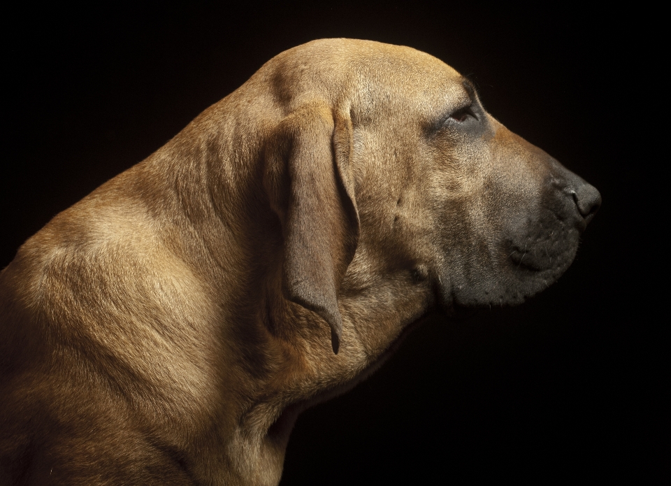 Cachorro perro mamífero weimaraner
