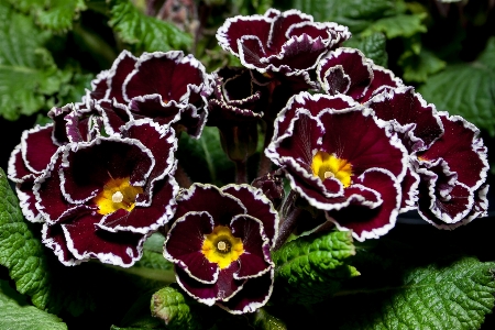 Plant flower purple petal Photo