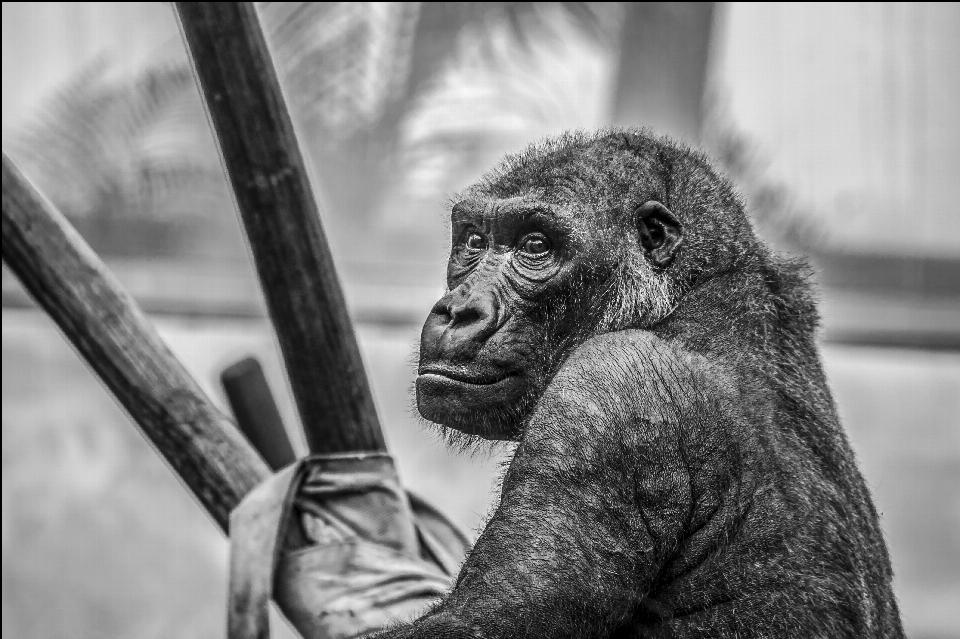 En blanco y negro
 zoo mamífero negro