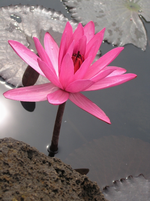 仙人掌 植物 叶子 花