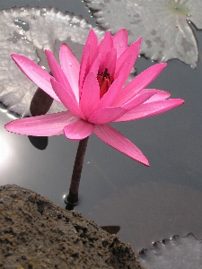 Foto Cactus
 pianta foglia fiore