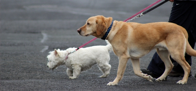 Foto Anak anjing satwa imut-imut