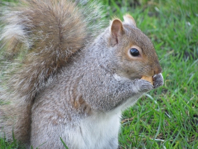 Nature wildlife mammal squirrel Photo