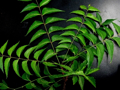 Tree branch plant leaf Photo