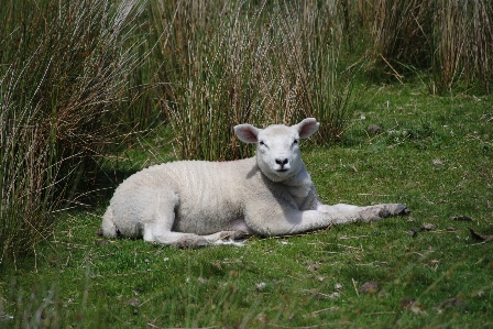 Nature grass field farm Photo