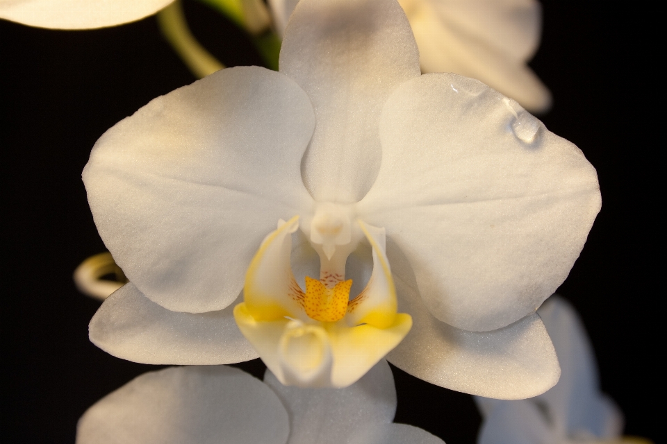 Natura fiore pianta bianco