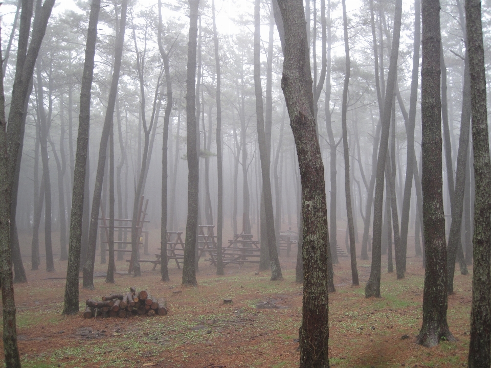 árvore floresta pântano região selvagem
