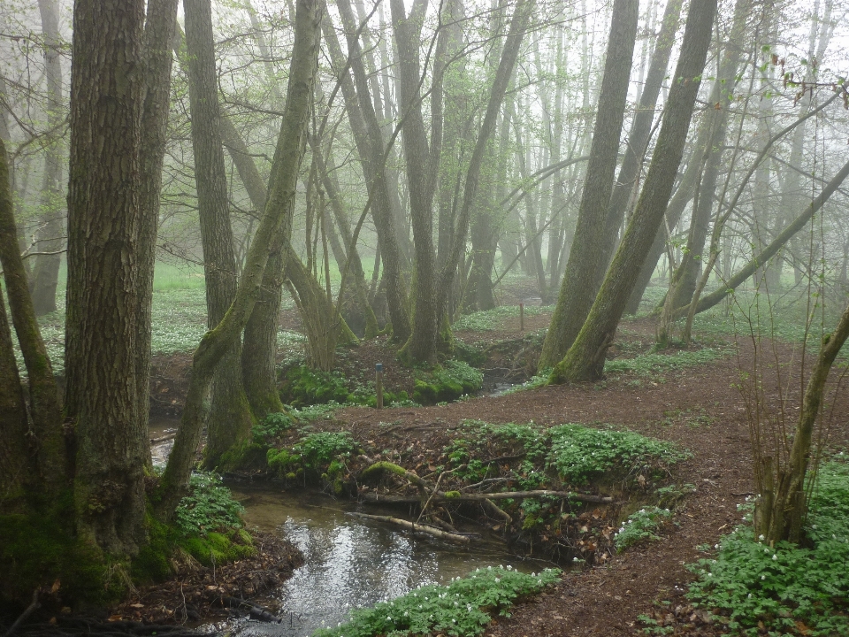 Baum natur wald bach
