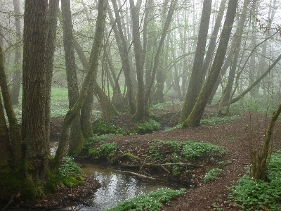 Foto Albero natura foresta torrente
