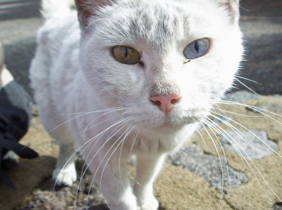 Gatinho gato mamífero fechar