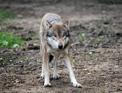 Foto Animali selvatici zoo mammifero lupo