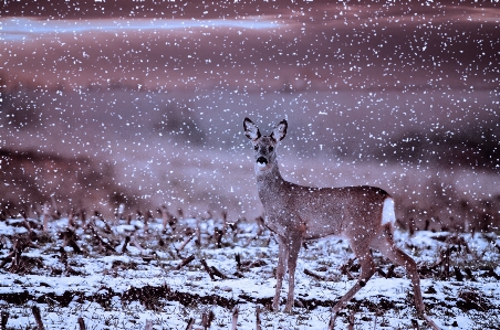 Foto Natureza neve inverno campo