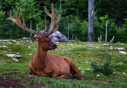 Photo Nature faune cerf mammifère