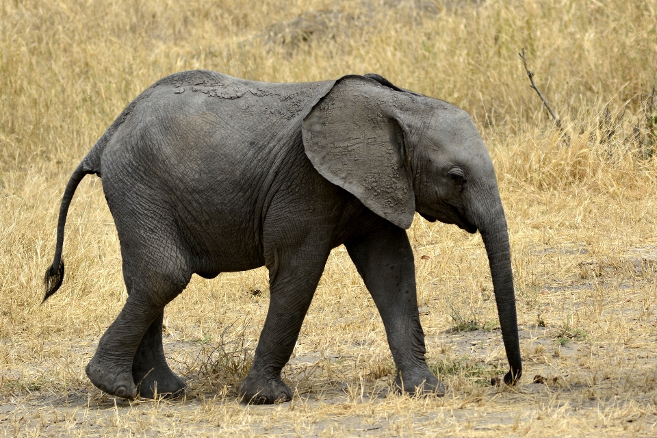 Aventura animal fauna silvestre África