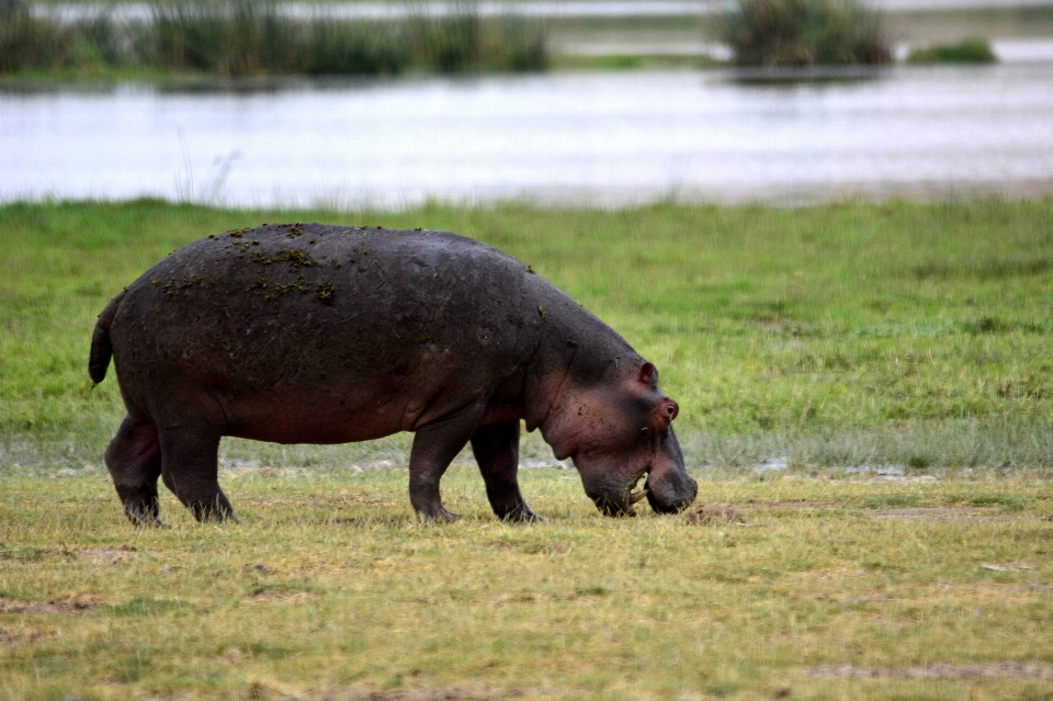 Animal faune pâturage
 afrique