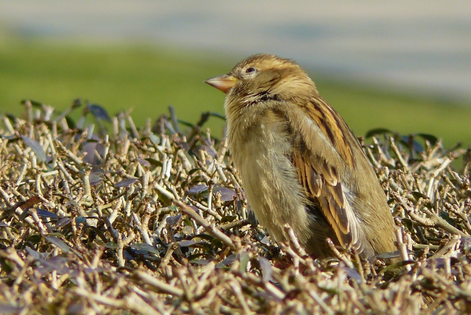 Nature grass bird wing