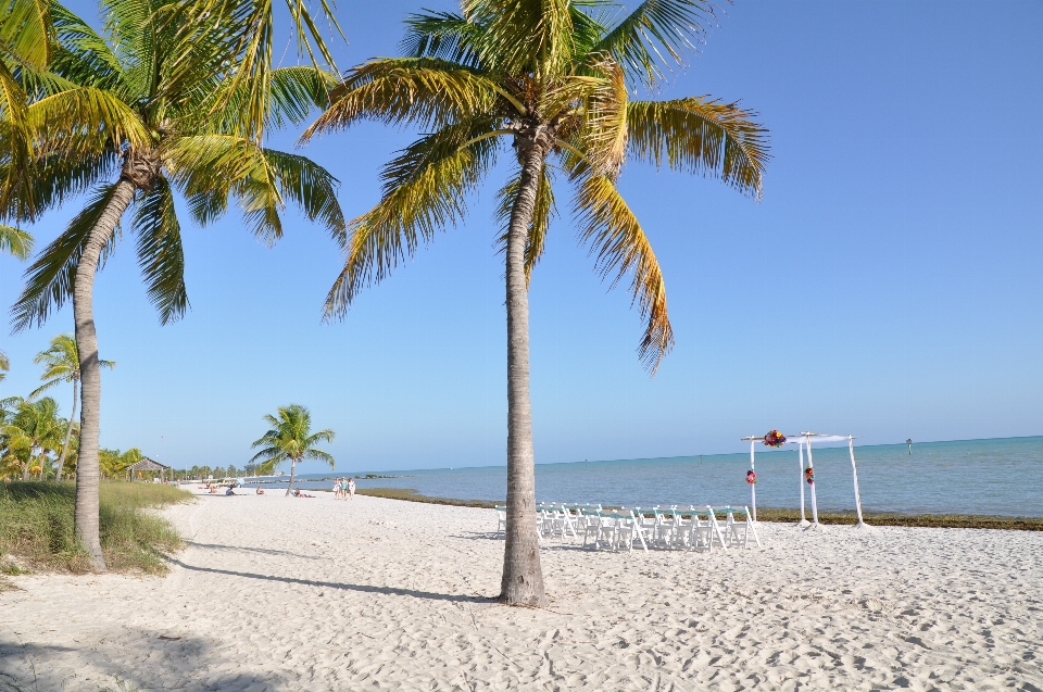 Praia mar costa árvore