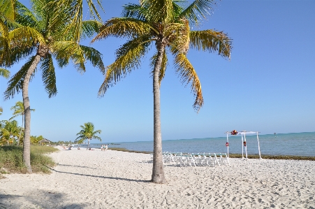 Beach sea coast tree Photo