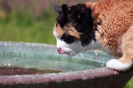 Foto Acqua animale domestico gattino gatto