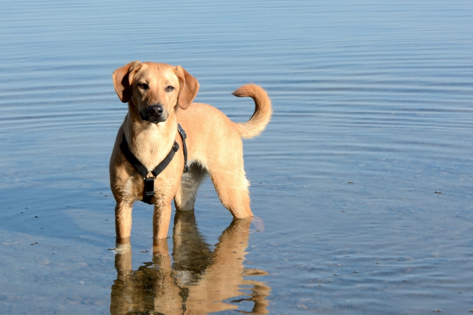 Cachorro perro lindo mascota