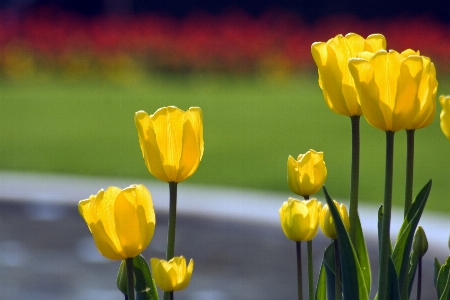 Foto Pianta fiore petalo tulipano