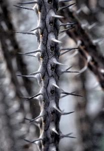 Foto Albero natura ramo nevicare