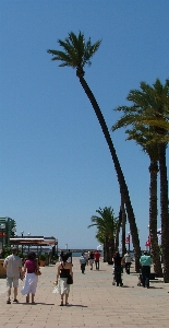 Beach sea coast tree Photo