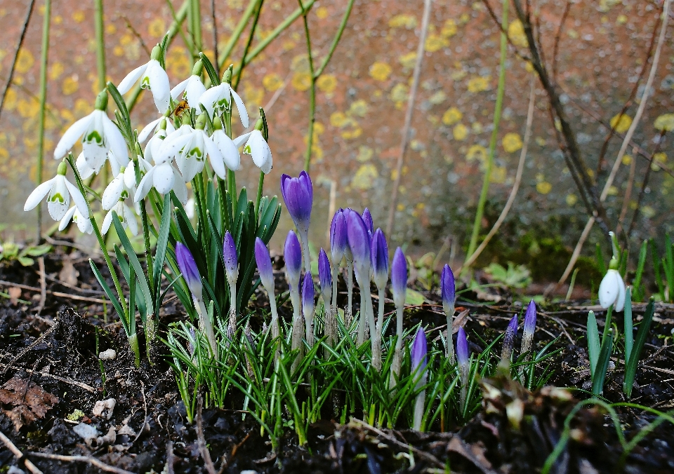 Natura erba pianta bianco