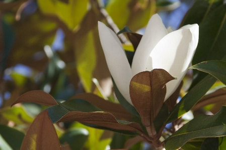 Baum natur zweig blüte Foto