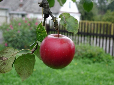 Apple 树 分支 植物 照片