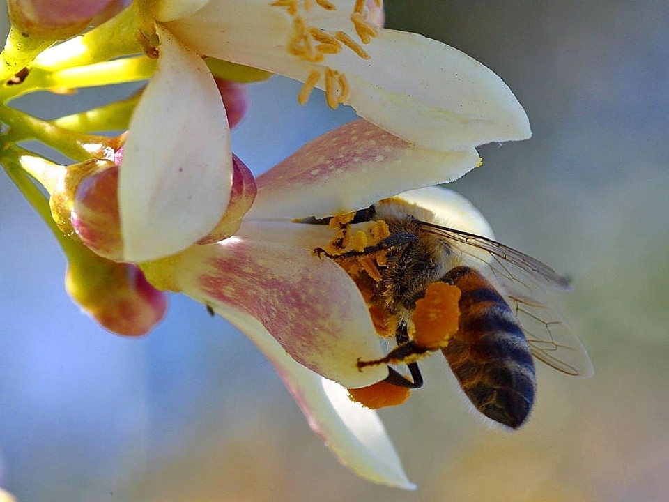 Naturaleza florecer ala planta