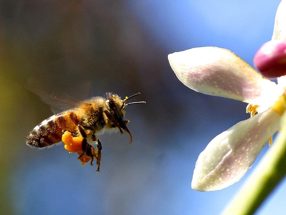 Natura skrzydło fotografia kwiat