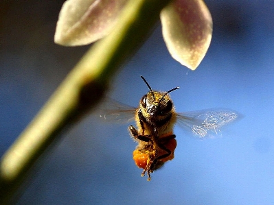 Foto Alam sayap fotografi daun