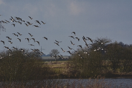 Nature marsh bird wing Photo