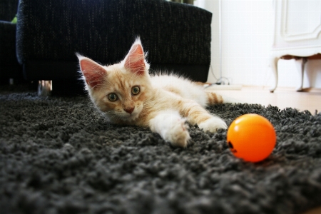 Foto Animale domestico gattino gatto mammifero