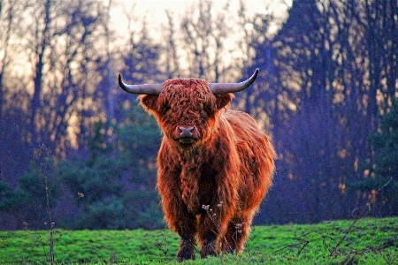 Foto Prado
 pradaria
 animais selvagens pasto
