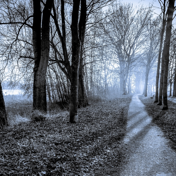 Paesaggio albero natura foresta