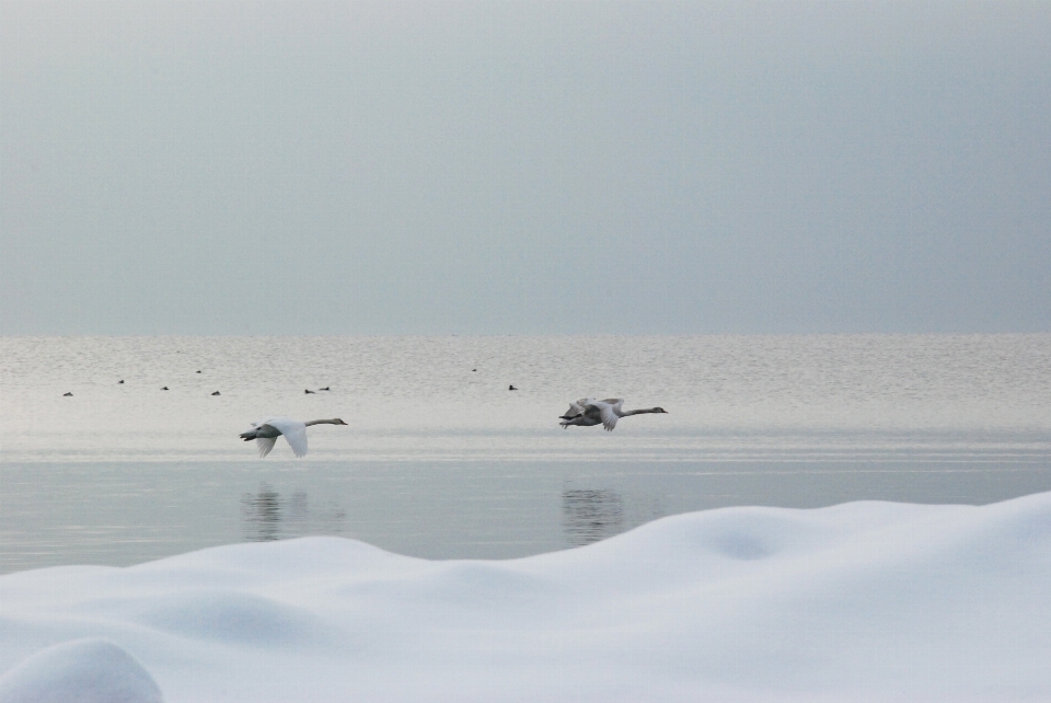 Sea water nature outdoor