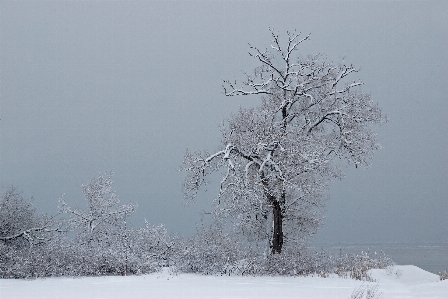 Landscape tree nature outdoor Photo