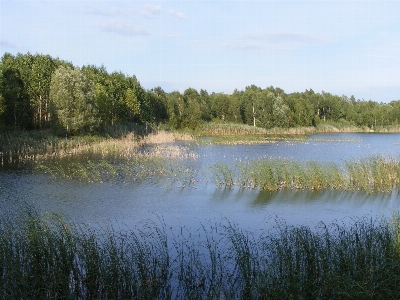 Tree water nature grass Photo